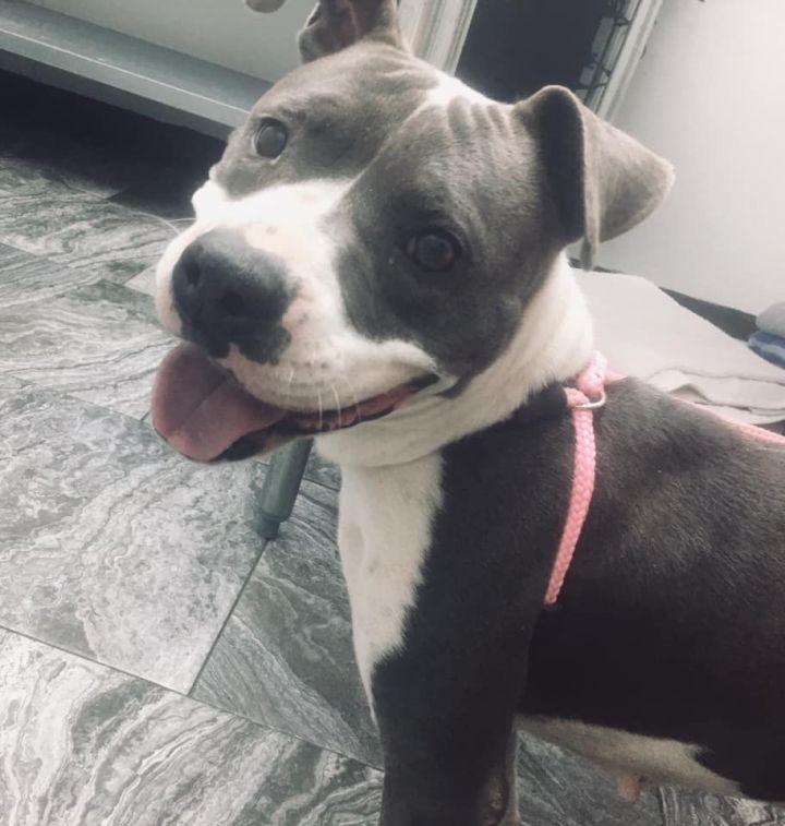 Kia New Orleans >> Dog For Adoption Kia A Pit Bull Terrier Mix In New Kia New Orleans >> Dog For Adoption Kia A Pit Bull Terrier Mix In New