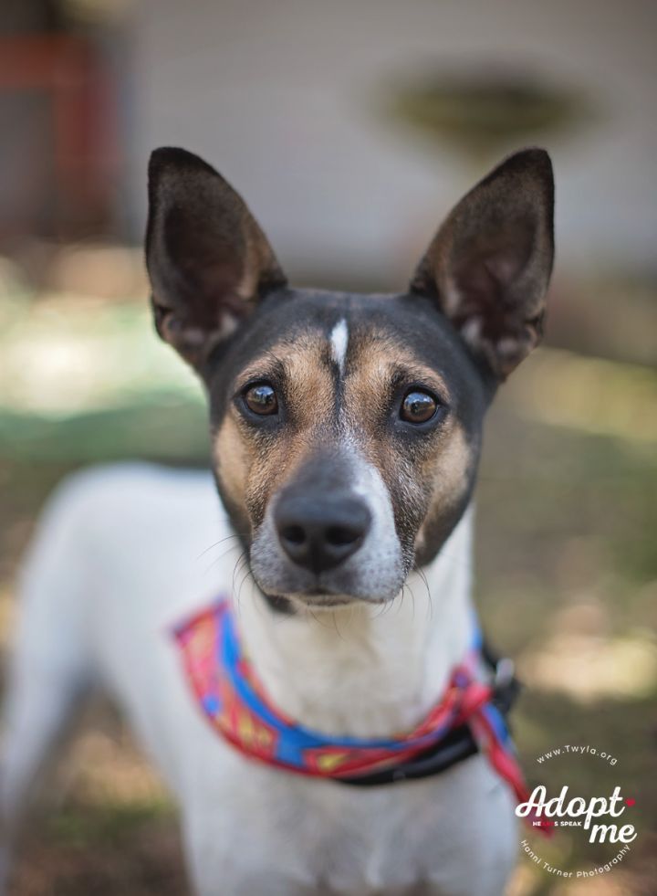 Angelo, an adopted Jack Russell Terrier & Fox Terrier Mix in Kingwood, TX_image-1
