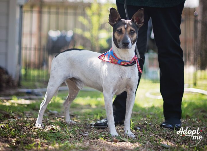 Angelo, an adopted Jack Russell Terrier & Fox Terrier Mix in Kingwood, TX_image-2