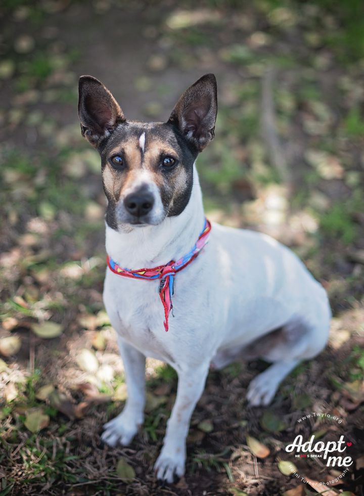 Angelo, an adopted Jack Russell Terrier & Fox Terrier Mix in Kingwood, TX_image-3
