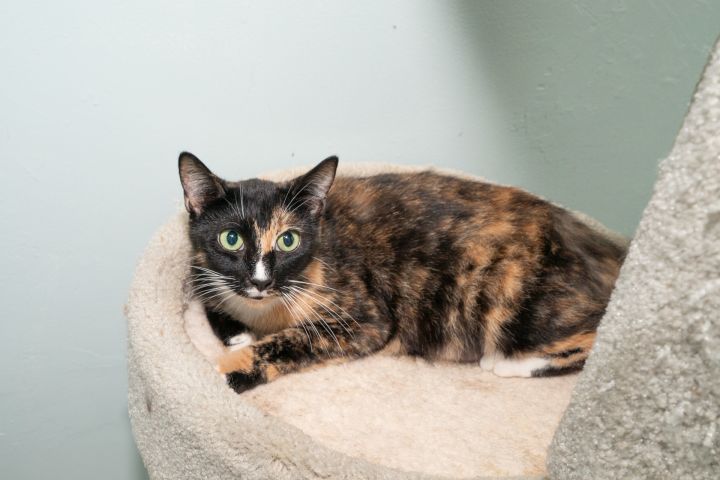 Jazzy, an adoptable Domestic Short Hair in Chicago, IL_image-1