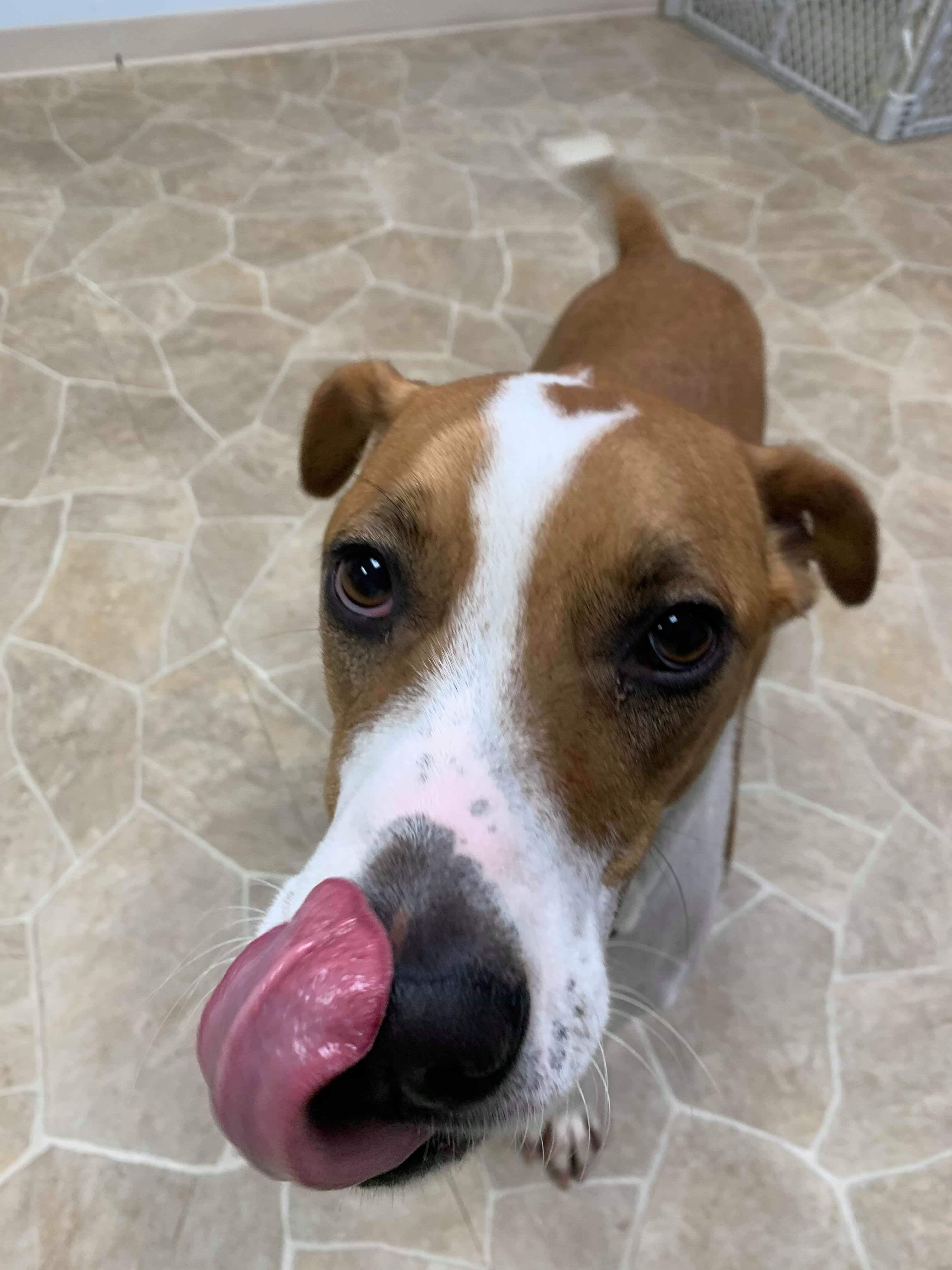 Leo, an adoptable Hound in Neillsville, WI, 54456 | Photo Image 2