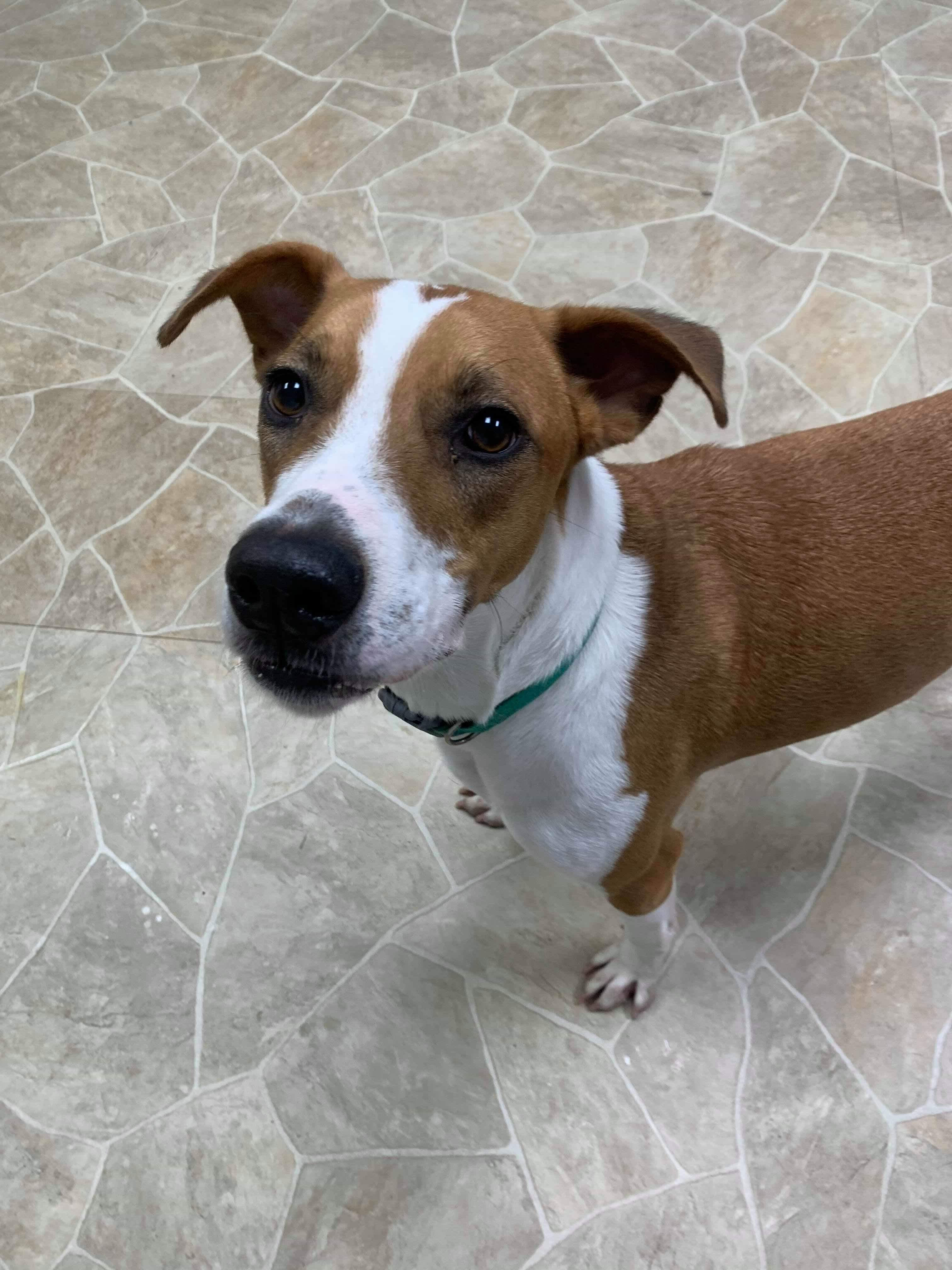 Leo, an adoptable Hound in Neillsville, WI, 54456 | Photo Image 3