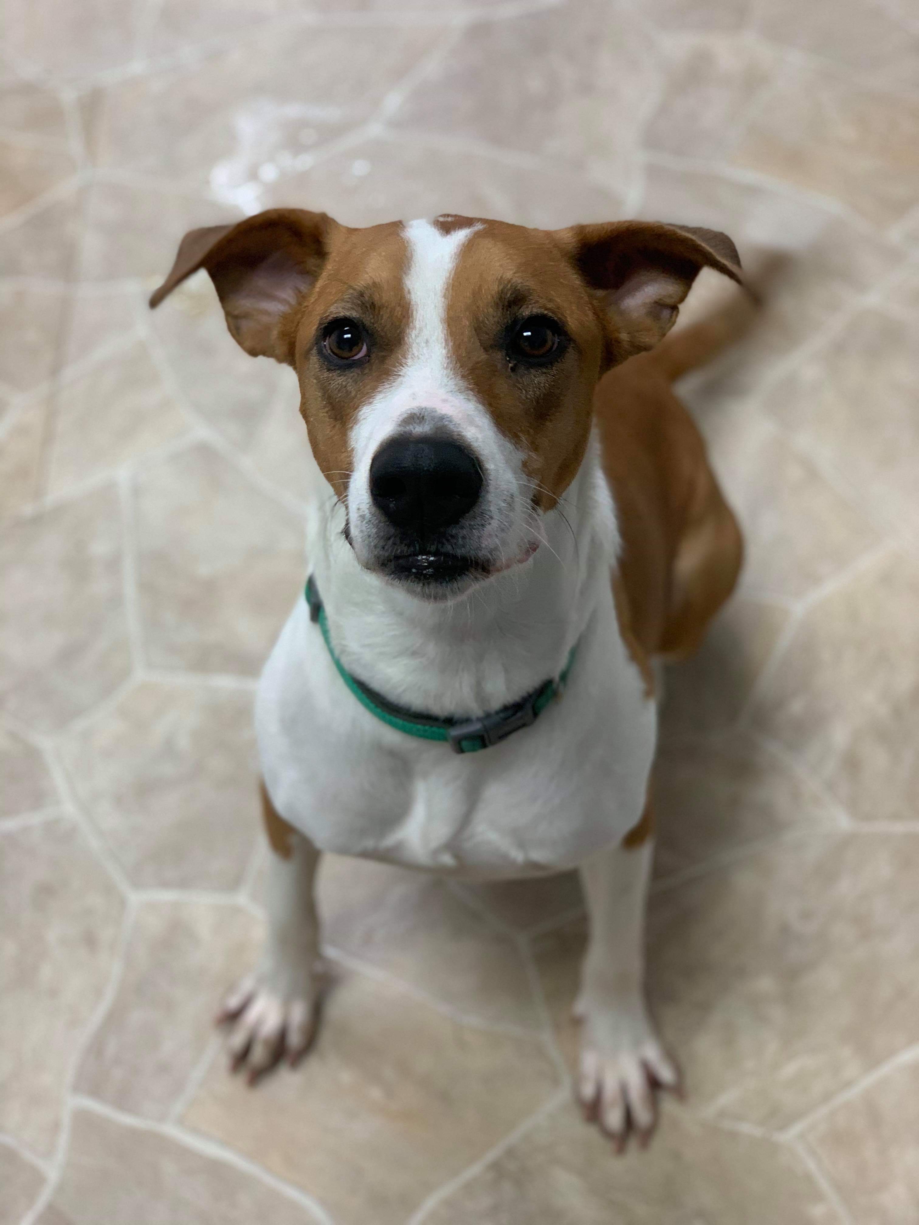 Leo, an adoptable Hound in Neillsville, WI, 54456 | Photo Image 1