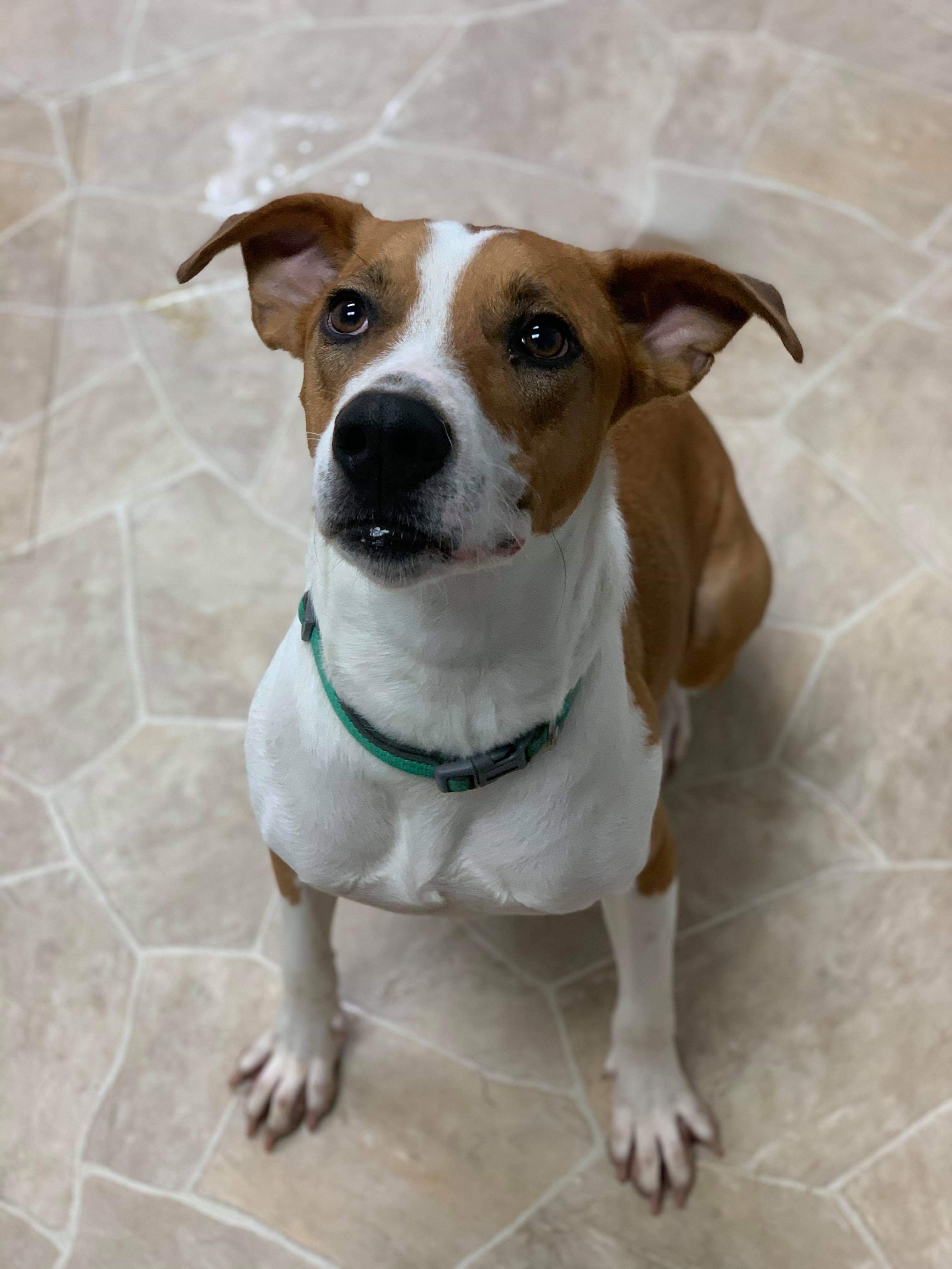 Leo, an adoptable Hound in Neillsville, WI, 54456 | Photo Image 4