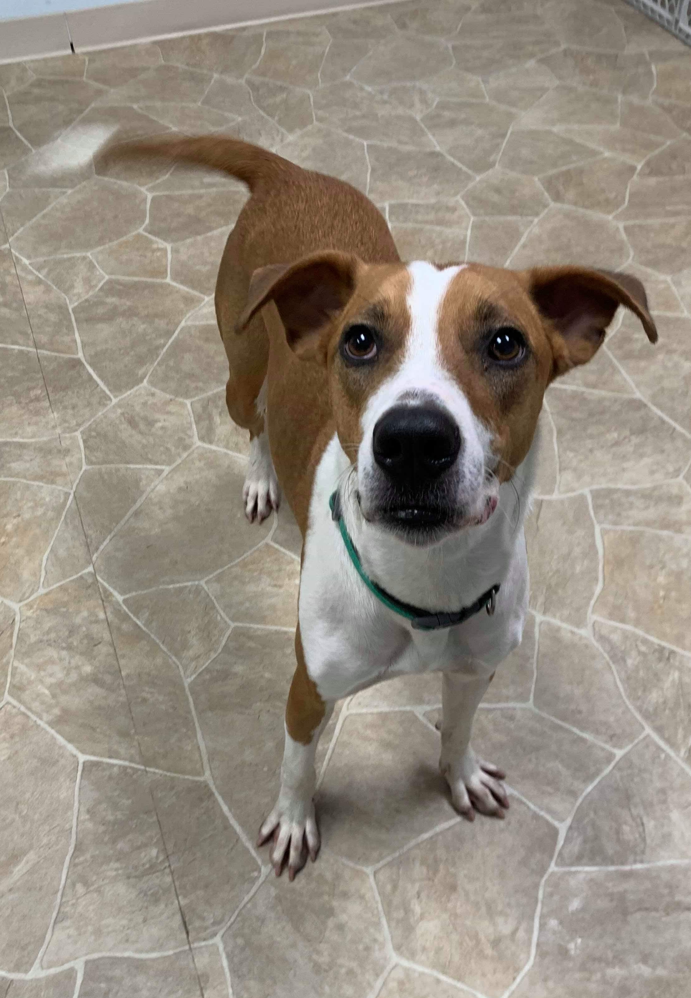 Leo, an adoptable Hound in Neillsville, WI, 54456 | Photo Image 5