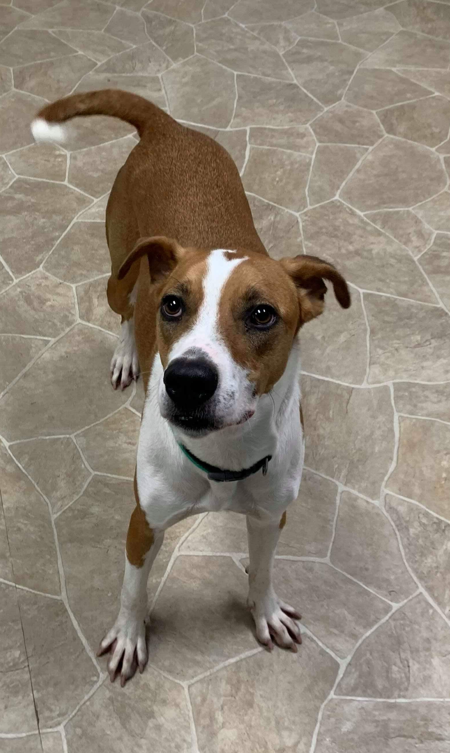 Leo, an adoptable Hound in Neillsville, WI, 54456 | Photo Image 6