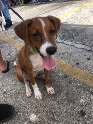 . Evan PR Beagle Baby .