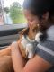 . Evan PR Beagle Baby .