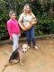 . Evan PR Beagle Baby .