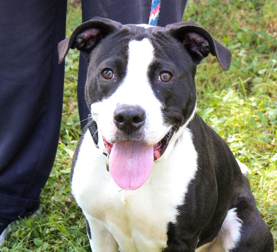 Bowser, an adoptable Pit Bull Terrier in Martinsville, IN, 46151 | Photo Image 2