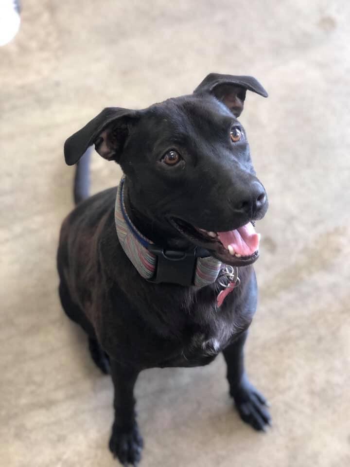 Ebony, an adoptable Mixed Breed in Blanchard, OK, 73010 | Photo Image 1