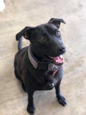 Ebony, Young Female Mixed Breed