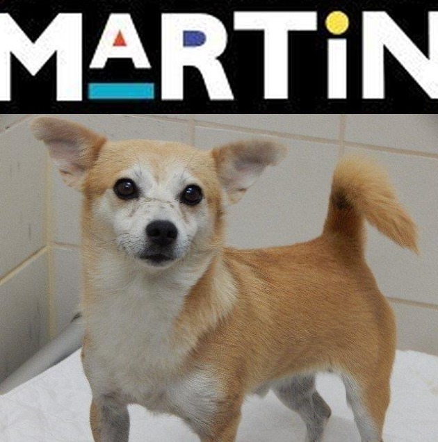 Dog For Adoption Martin A Corgi Shiba Inu Mix In Dallas