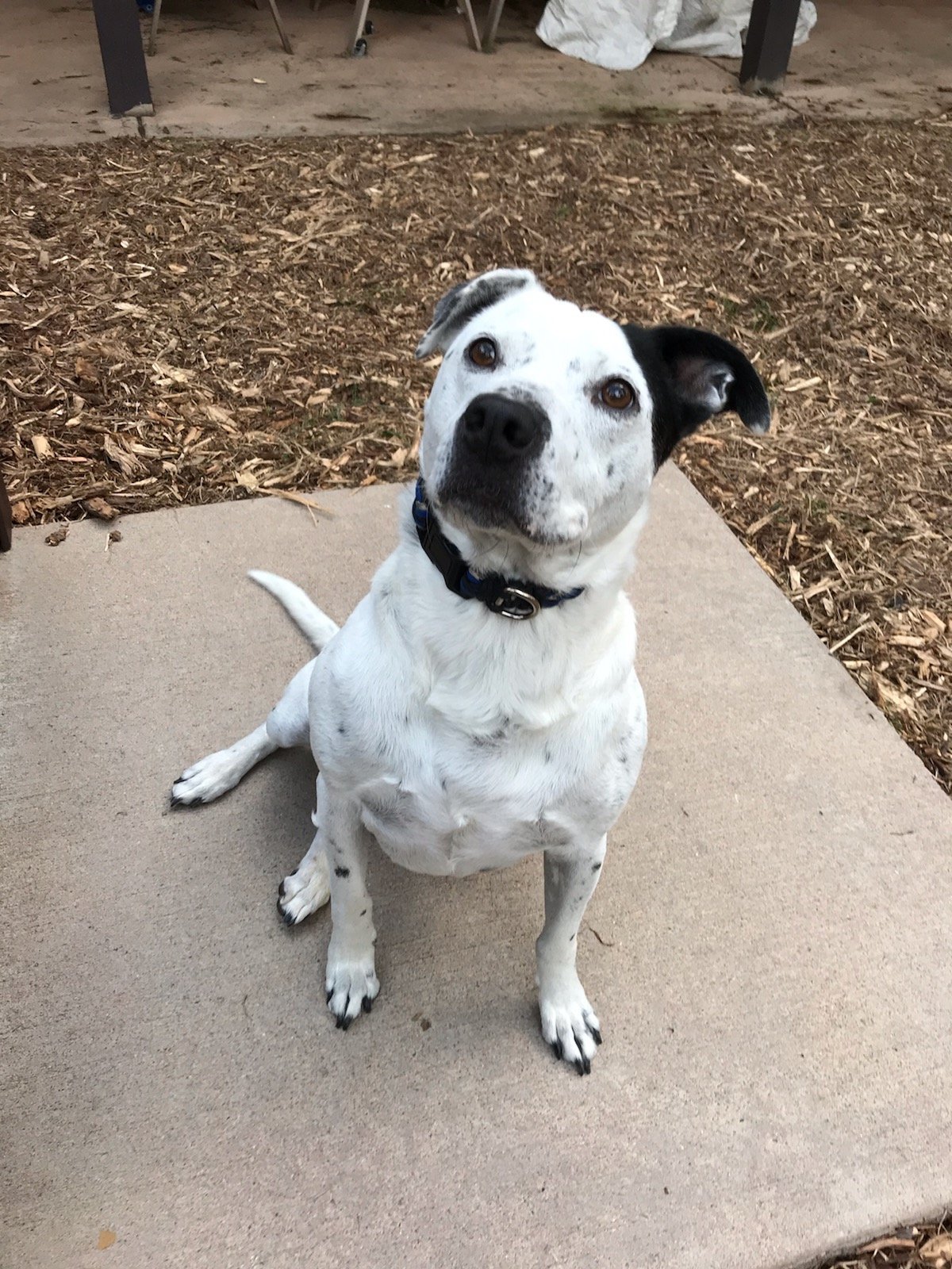 BaileyA, an adoptable Dalmatian in Fort Collins, CO, 80526 | Photo Image 1