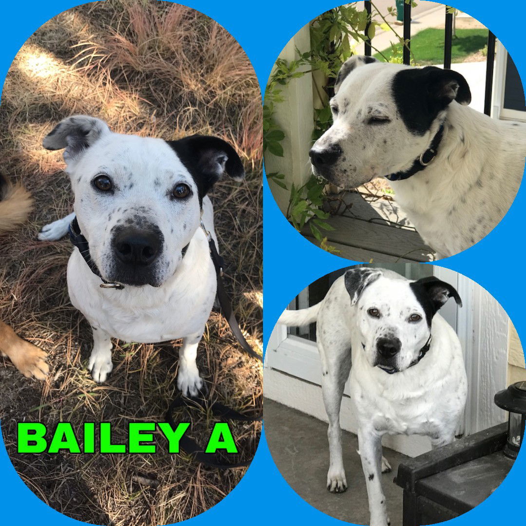 BaileyA, an adoptable Dalmatian in Colorado Springs, CO, 80918 | Photo Image 2