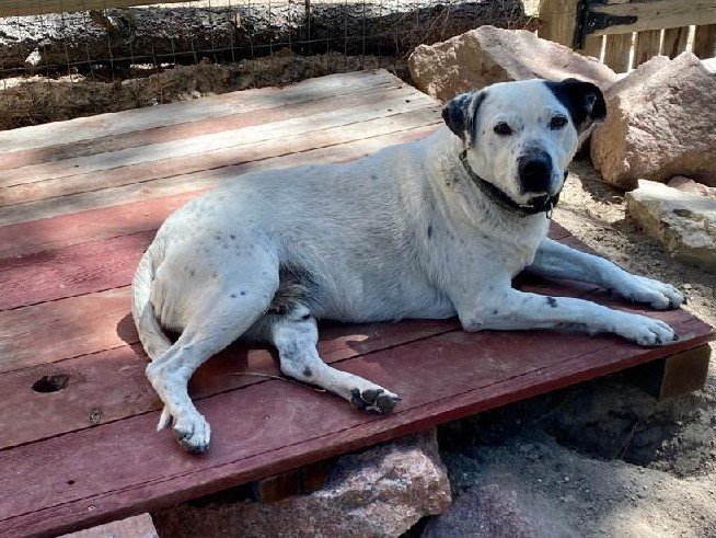 BaileyA, an adoptable Dalmatian in Fort Collins, CO, 80526 | Photo Image 3