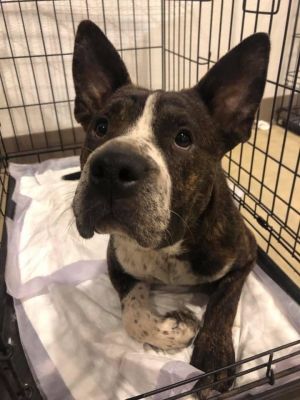 Terra, Adult Female Mixed Breed