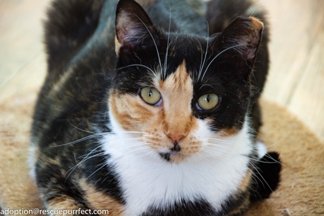 Dolly, an adoptable Calico in Bensalem, PA, 19020 | Photo Image 2