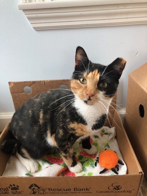 Dolly, an adoptable Calico in Bensalem, PA, 19020 | Photo Image 1