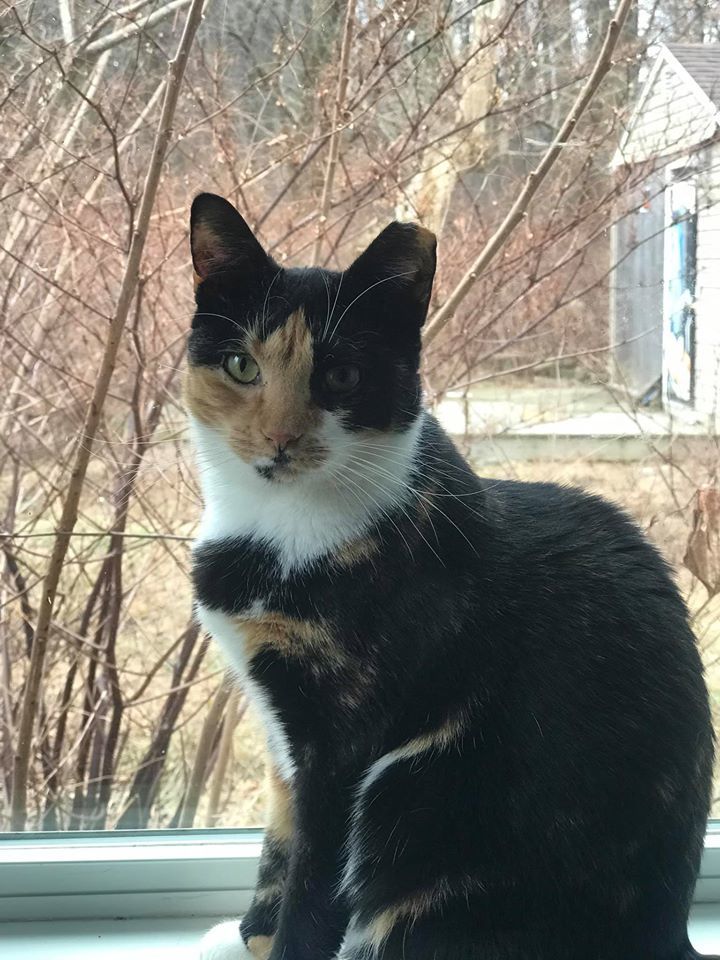 Dolly, an adoptable Calico in Bensalem, PA, 19020 | Photo Image 3