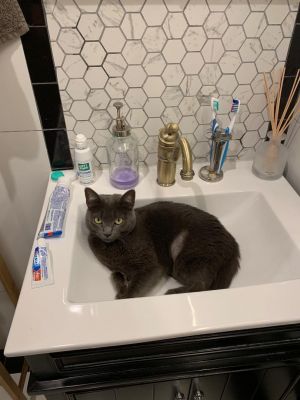. Shadow Sky Russian Blue .