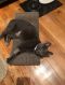 . Shadow Sky Russian Blue .