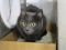. Shadow Sky Russian Blue .
