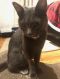 . Shadow Sky Russian Blue .