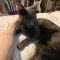 . Shadow Sky Russian Blue .