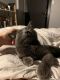 . Shadow Sky Russian Blue .