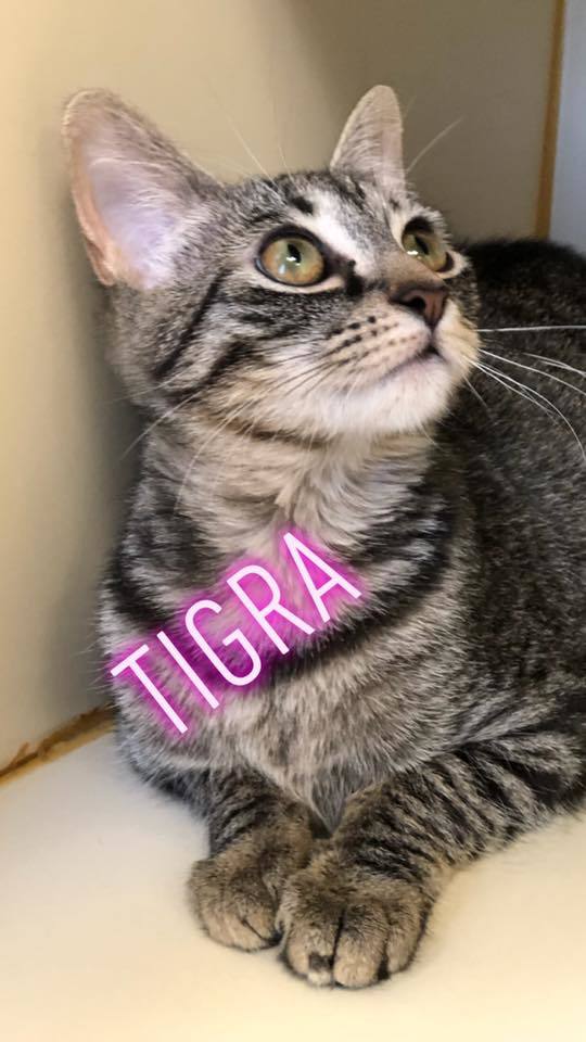 Tigra - update! adopted! 3