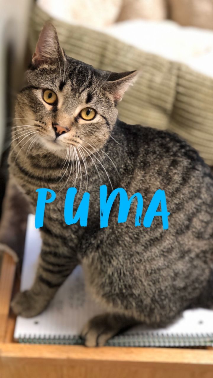 Puma! 1