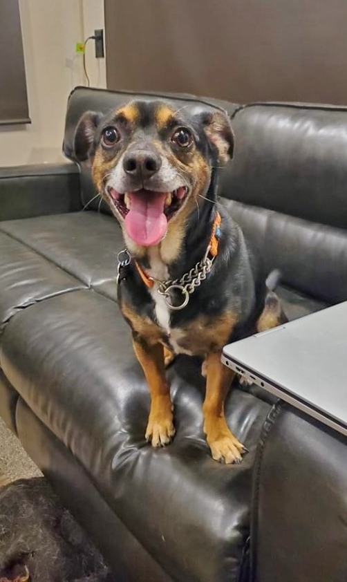 Hershey (Toby), an adoptable Jack Russell Terrier, Mixed Breed in Helena, AL, 35080 | Photo Image 2