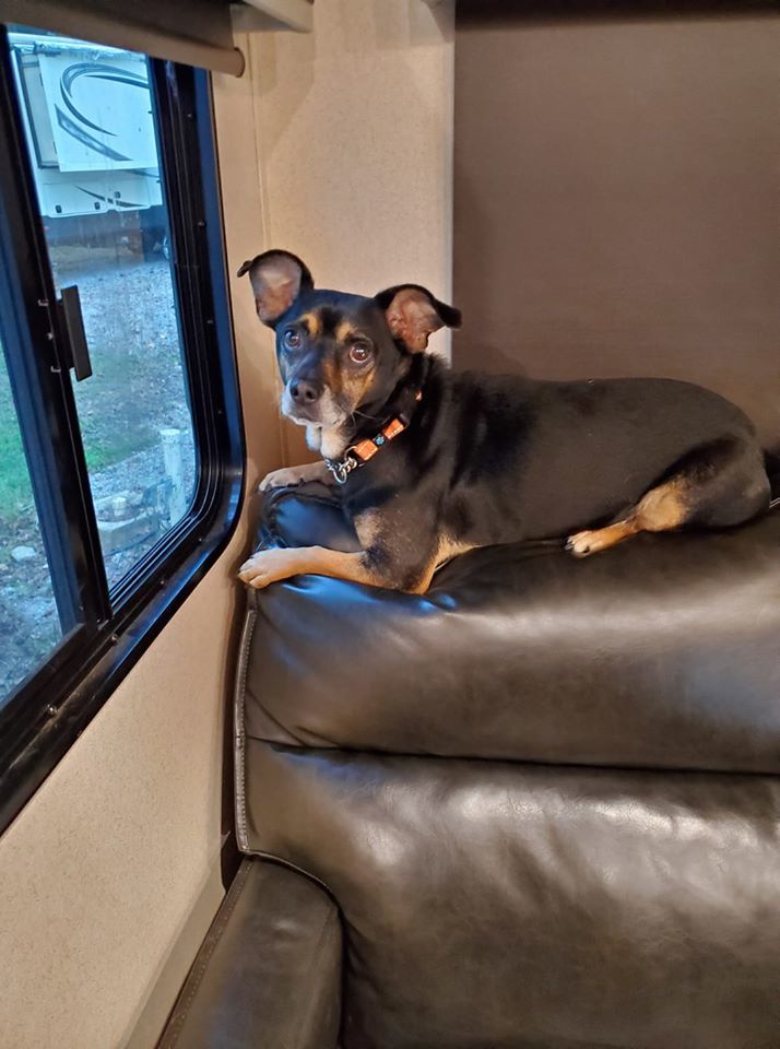 Hershey (Toby), an adoptable Jack Russell Terrier, Mixed Breed in Helena, AL, 35080 | Photo Image 6