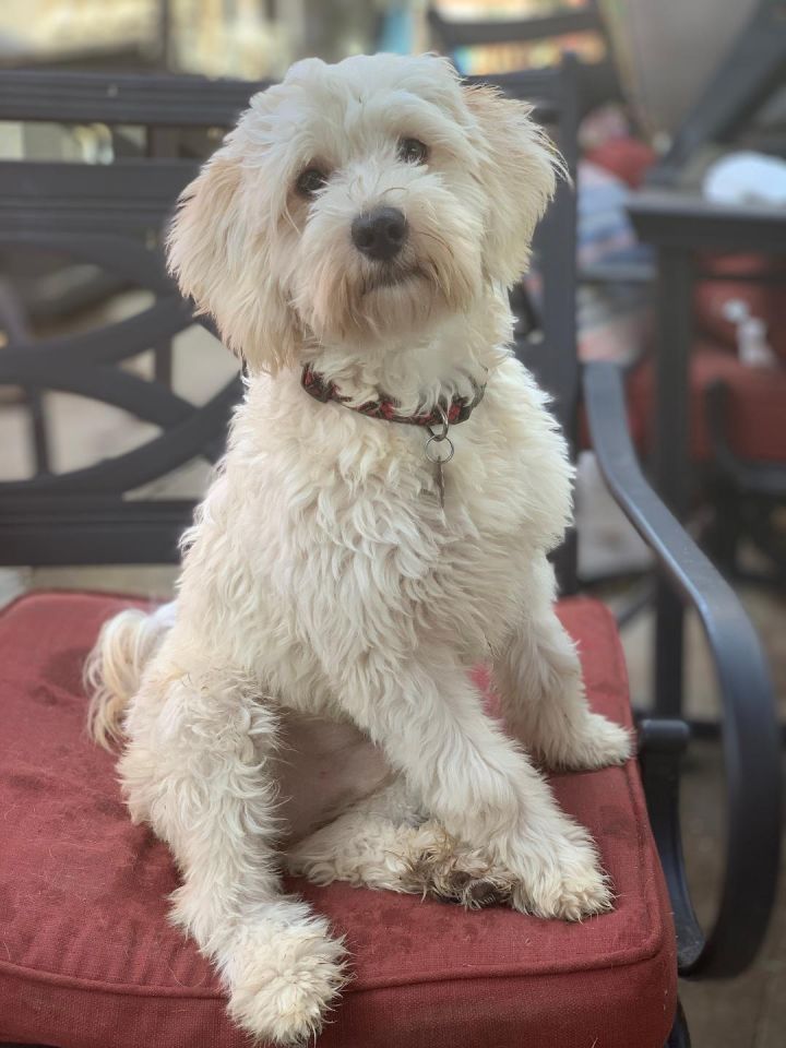 Max, an adopted Wheaten Terrier & Maltese Mix in Santa Monica, CA_image-1