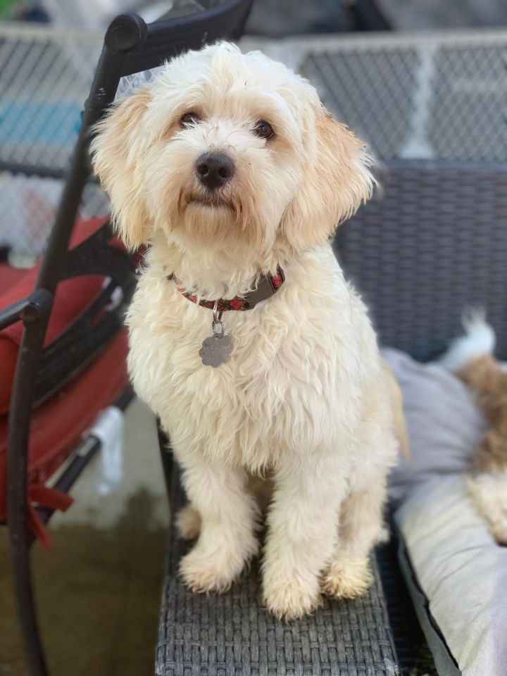 Max, an adopted Wheaten Terrier & Maltese Mix in Santa Monica, CA_image-2