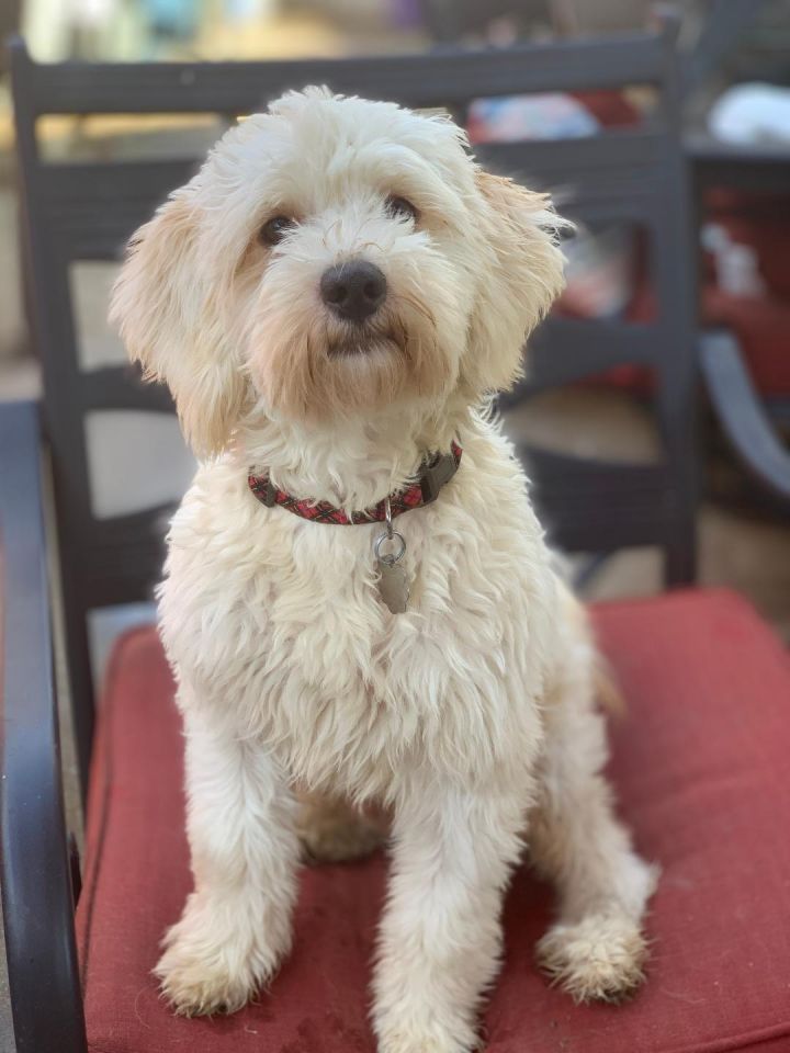 Max, an adopted Wheaten Terrier & Maltese Mix in Santa Monica, CA_image-4