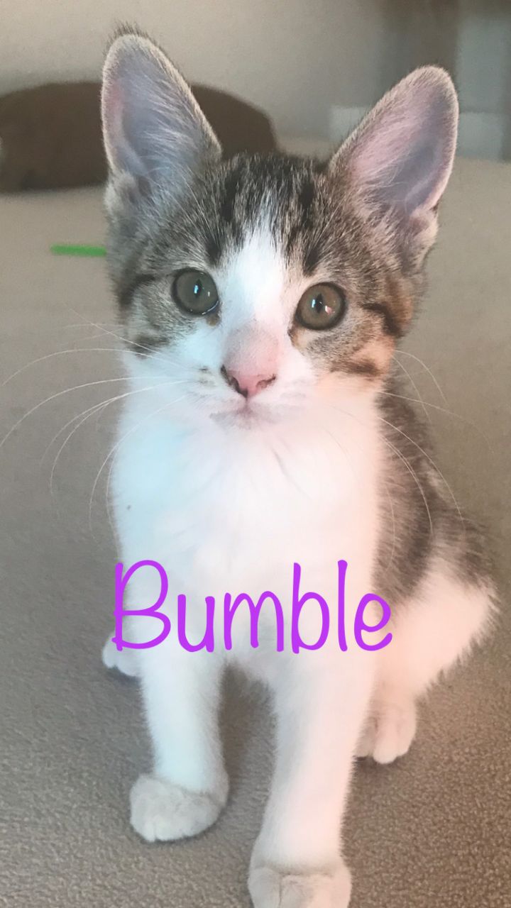 Cat For Adoption Bumble A Domestic Short Hair In St George Ut