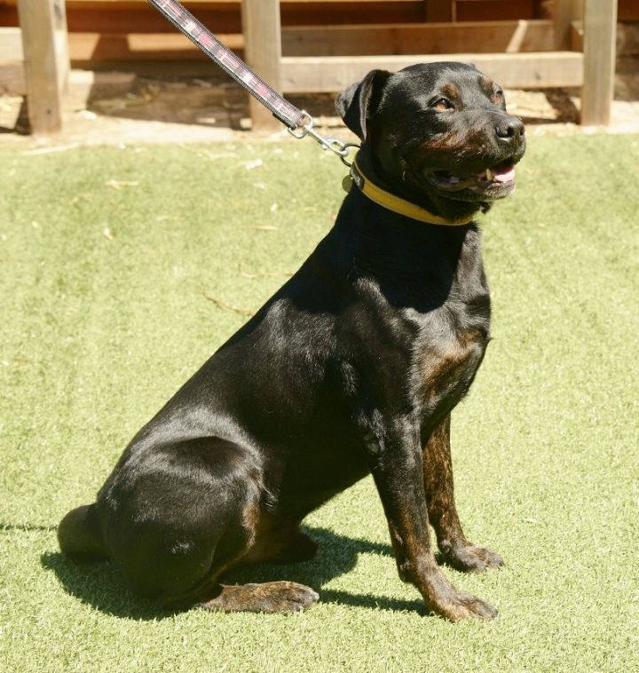 Dog For Adoption Jack A Rottweiler Cane Corso Mix In