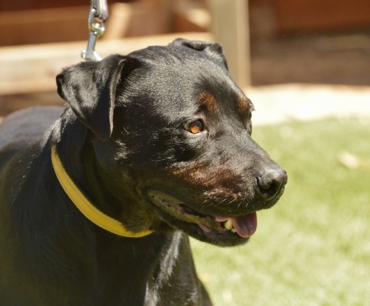 Dog For Adoption Jack A Rottweiler Cane Corso Mix In