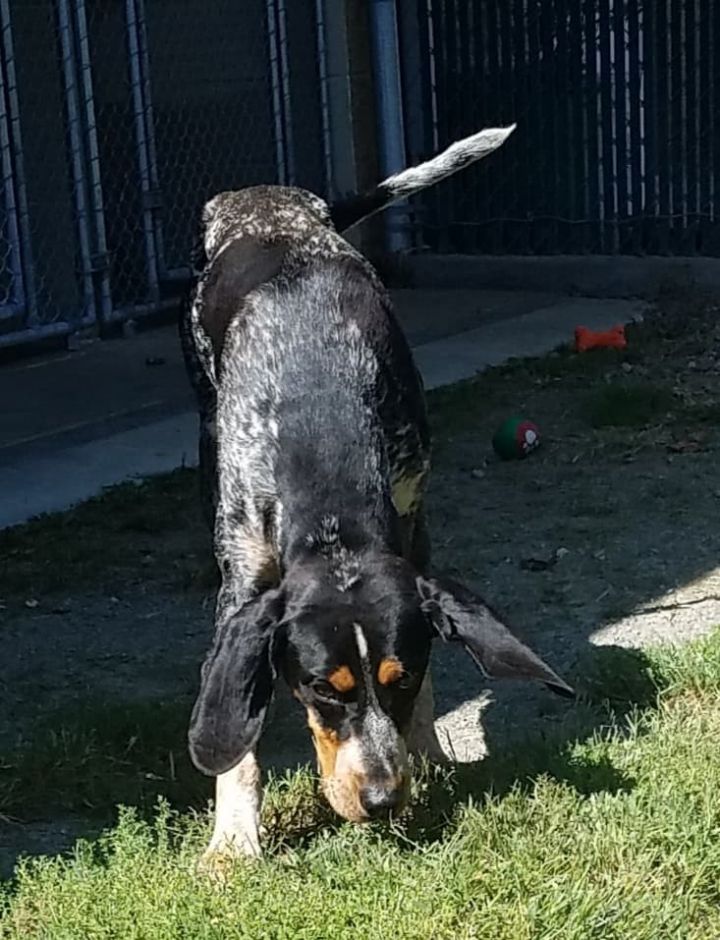 Dog For Adoption Freddie A Bluetick Coonhound In Orange