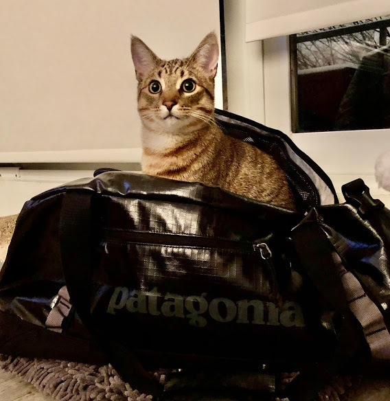 Raja, an adopted Domestic Short Hair in Toronto, ON_image-5