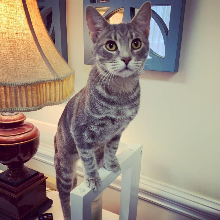 COOPER, an adopted Tabby in Burlington, NC_image-3