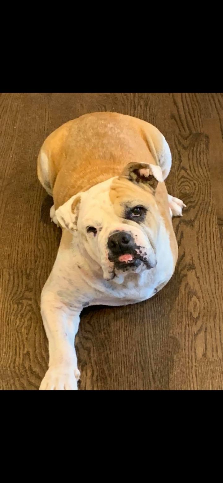 Dog For Adoption Peanut An English Bulldog In Decatur Il Petfinder