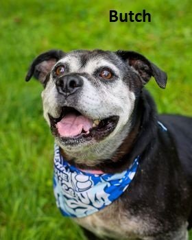 Butch, an adoptable American Bulldog in Elkins, WV, 26241 | Photo Image 1