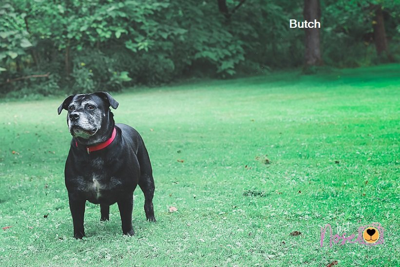 Butch, an adoptable American Bulldog in Elkins, WV, 26241 | Photo Image 2