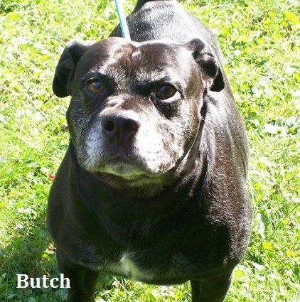 Butch, an adoptable American Bulldog in Elkins, WV, 26241 | Photo Image 3