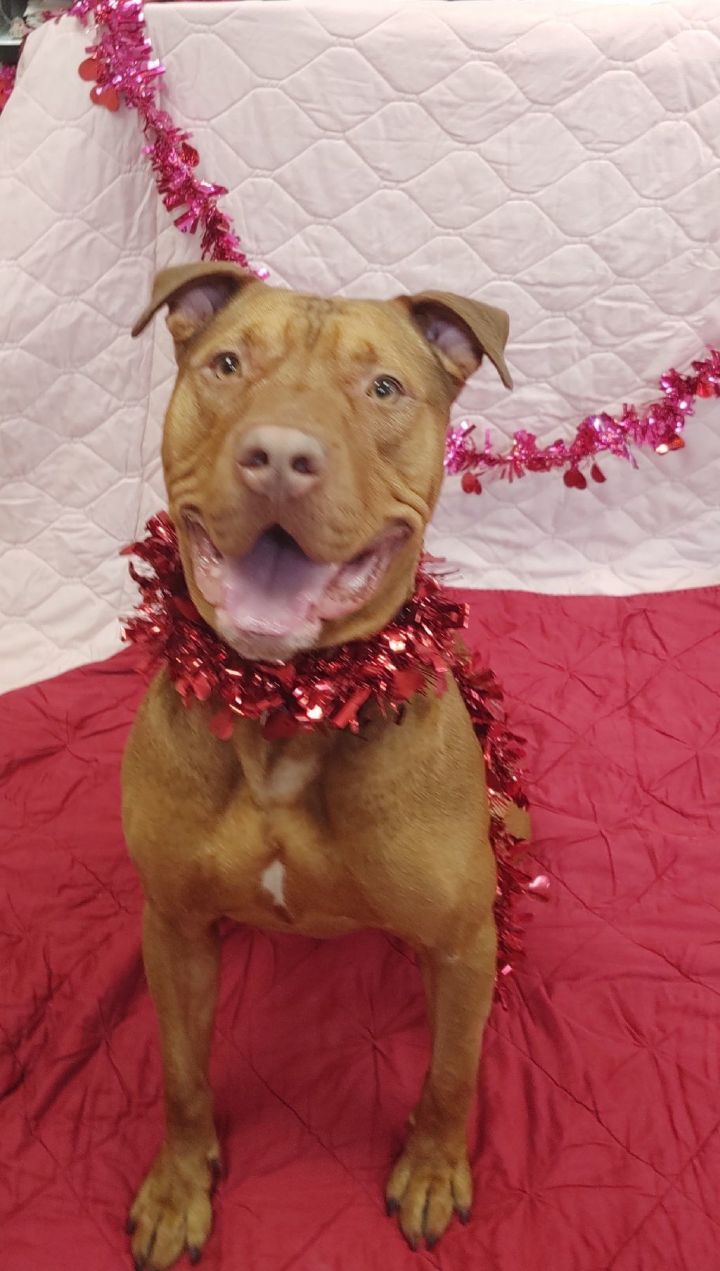 Dog For Adoption Mack A Cane Corso Mix In Cape May Court