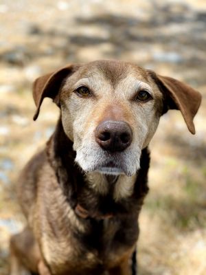 Dogs For Adoption Near Medford Or Petfinder